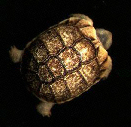 Newly hatched Egyptian Tortoise