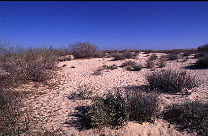 Typical kleinmanni habitat in Egypt.