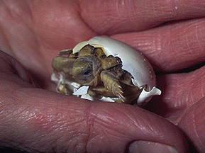 Hatching Testudo kleinmanni at The Tortoise Trust 