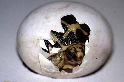 Hatching Star tortoise