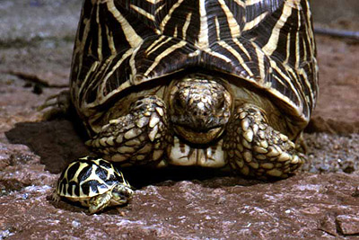 Mother and daughter Star tortoises.