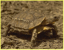 Kinixys erosa -
                        Schweigger's hinged Tortoise