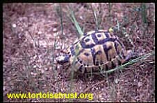 Furculachelys nabeulensis - Tunisian Tortoise
