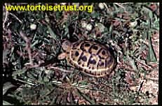 Furculachelys nabeulensis - Tunisian Tortoise